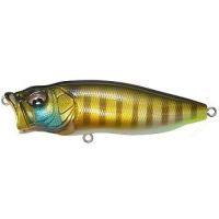PM Wild Gill