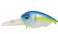 (SP-C) Blue Back Shiner