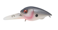 (SP-C) Gizzard Shad