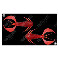 CLEAR RED