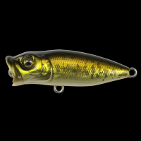GG BASS
