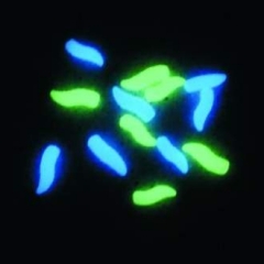 Штучний опариш Enterprise Tackle Pop Up Neon Green