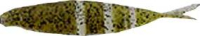 S-29 Light Green Pumpkin Pepper Pumpkin Pepper