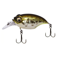 DD BASS