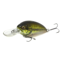 GG BASS