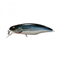 M Blue Shiner