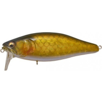 Gold Carp