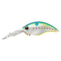 #271 CHAMPION SHAD